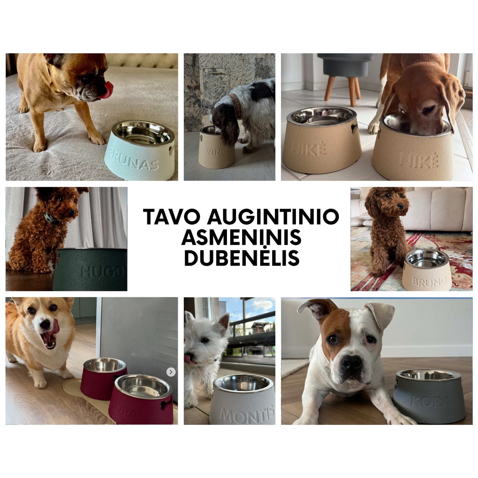 Tavo augintinio asmeninis dubenėlis — Mambo klientų šunys