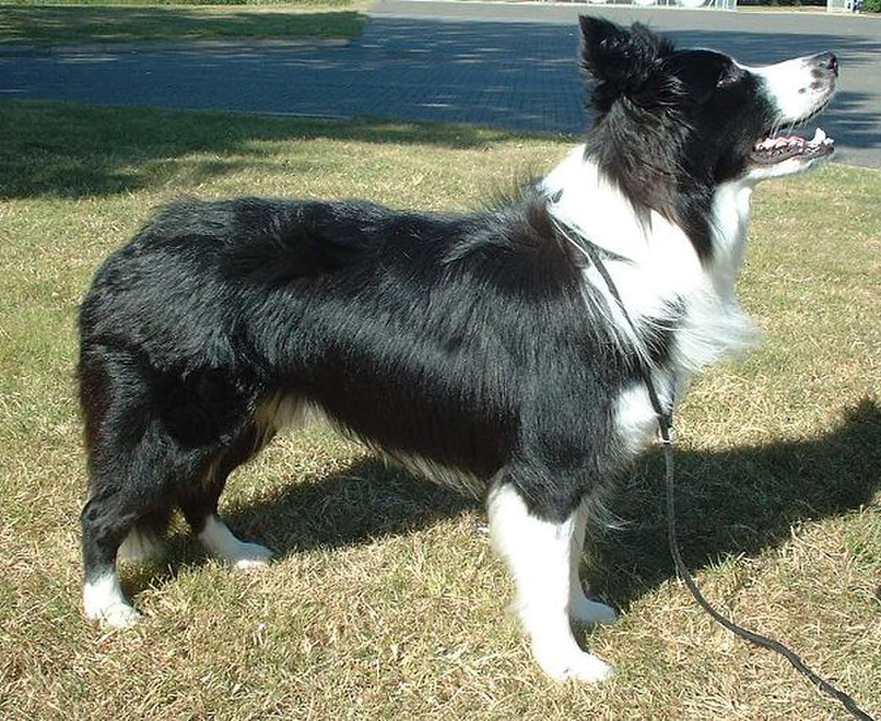 Border kolis