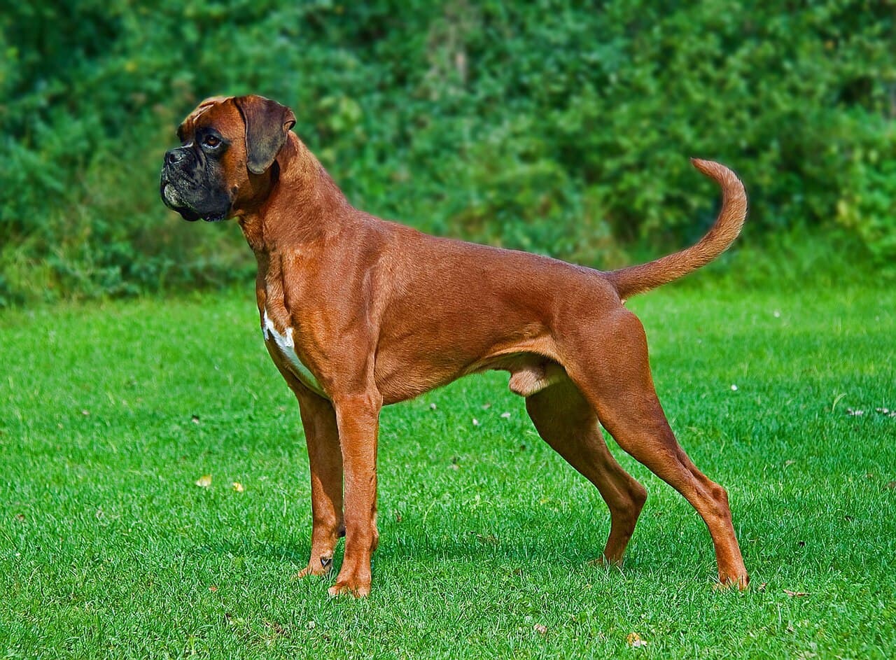 Bokseris