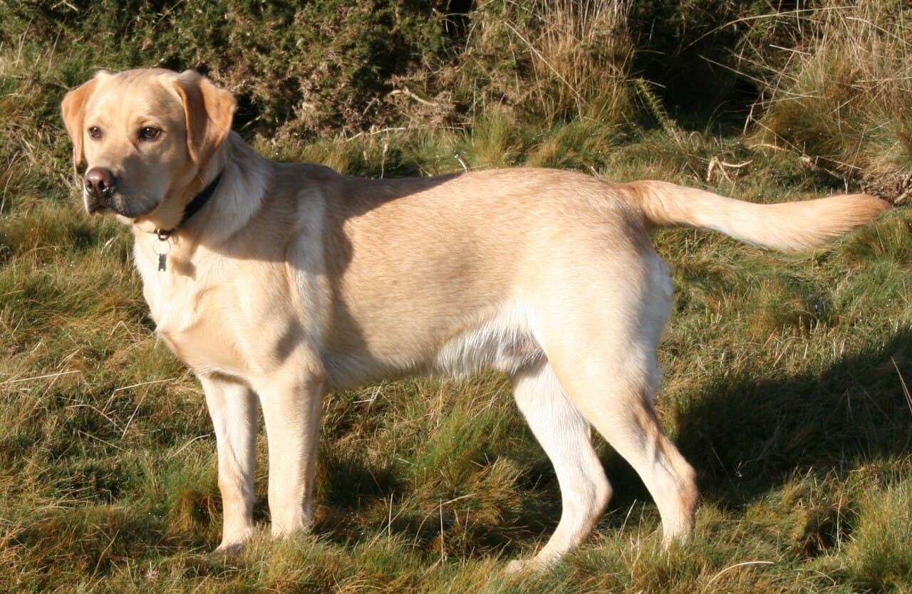 Labradoras retriveris