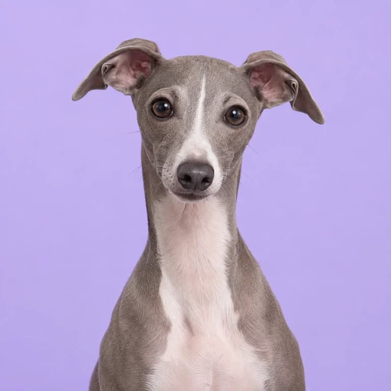Italian Greyhound, original AI-generated breed illustration