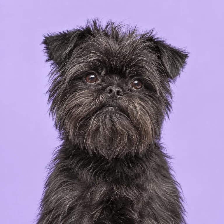 Affenpinscher, original AI-generated breed illustration