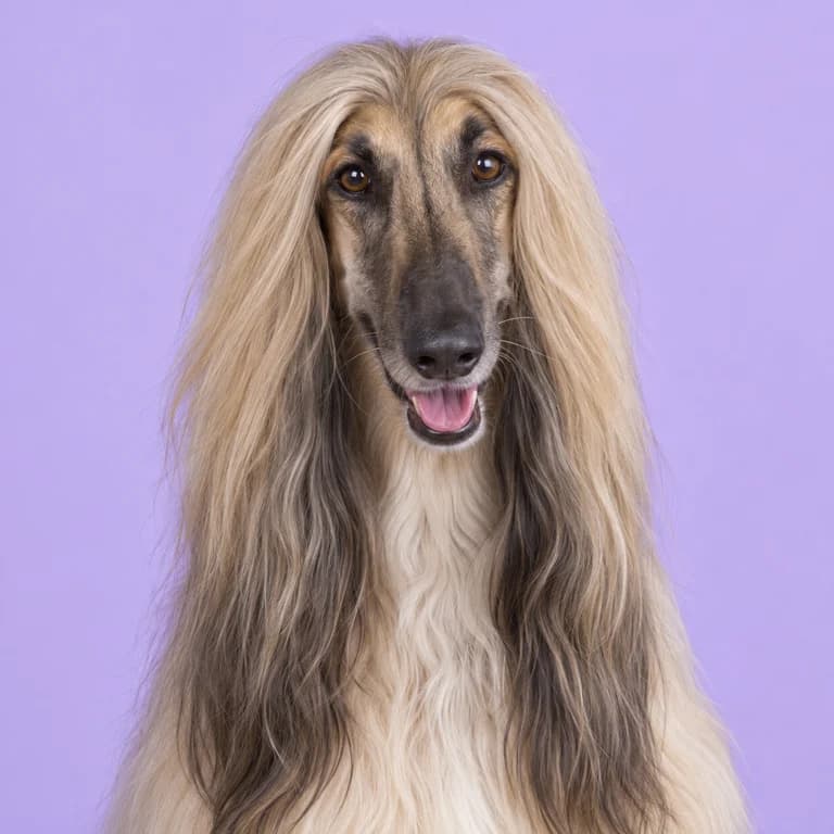 Afghan Hound, original AI-generated breed illustration