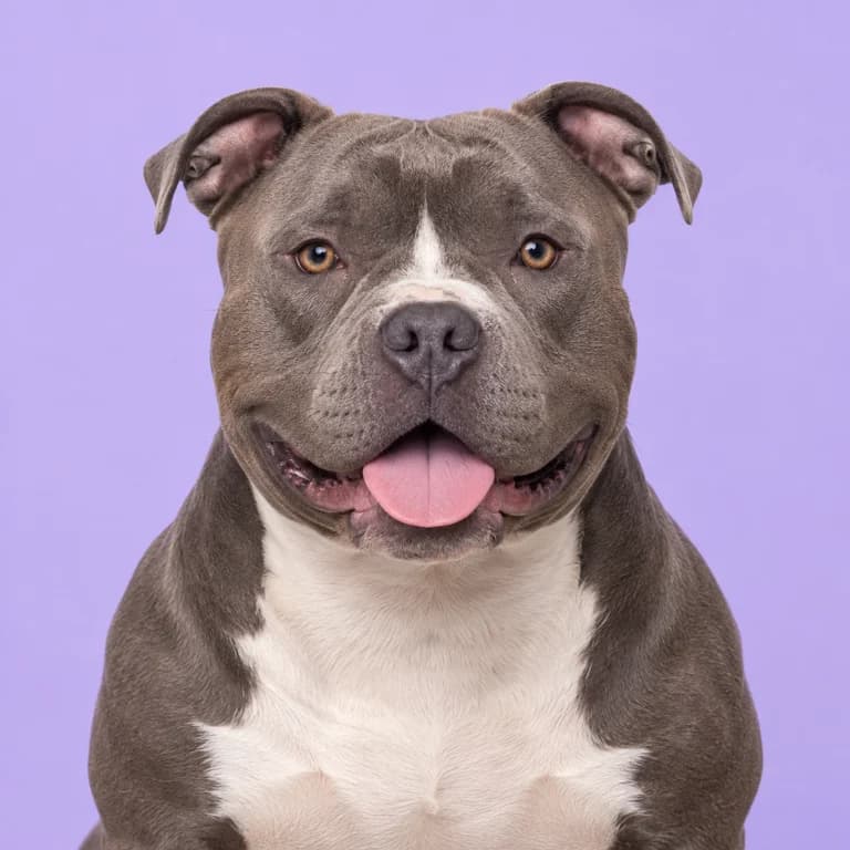 American Bully, original AI-generated breed illustration