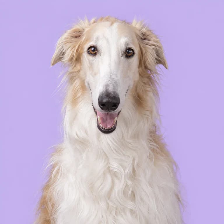 Borzoi, original AI-generated breed illustration