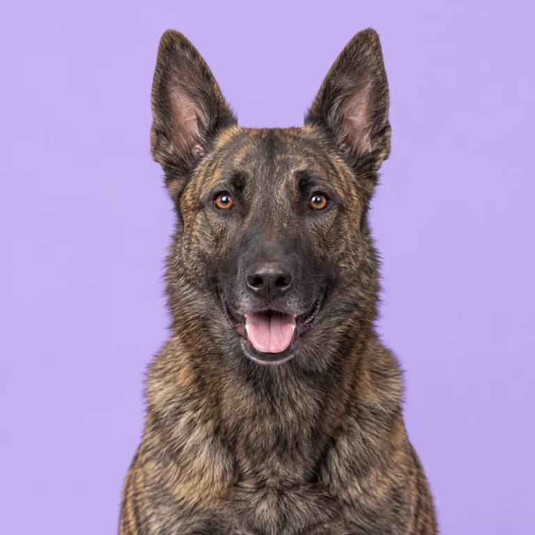 Dutch Shepherd, original AI-generated breed illustration