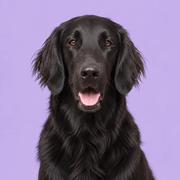 Flat-Coated Retriever, original AI-generated breed illustration