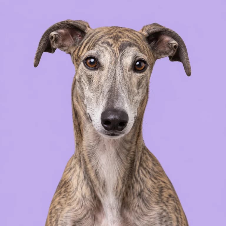 Greyhound, original AI-generated breed illustration