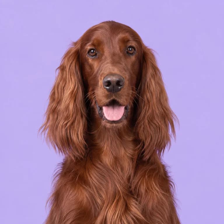 Irish Setter, original AI-generated breed illustration