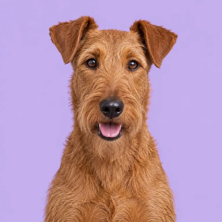 Irish Terrier, original AI-generated breed illustration