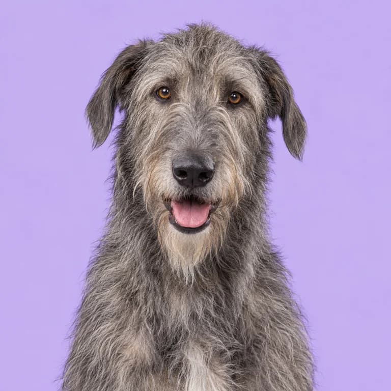 Irish Wolfhound, original AI-generated breed illustration