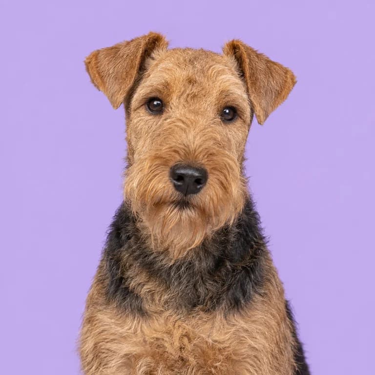 Lakeland Terrier, original AI-generated breed illustration