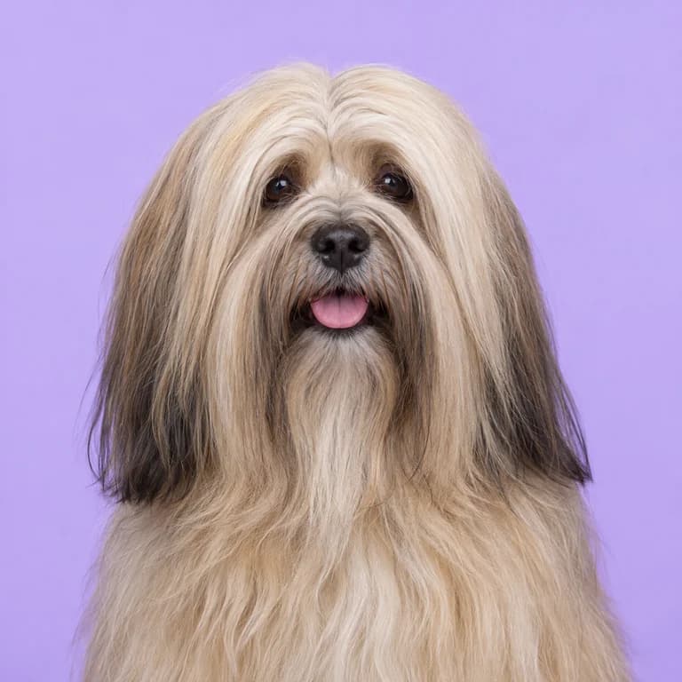 Lhasa Apso, original AI-generated breed illustration