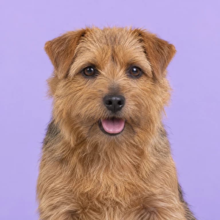 Norfolk Terrier, original AI-generated breed illustration