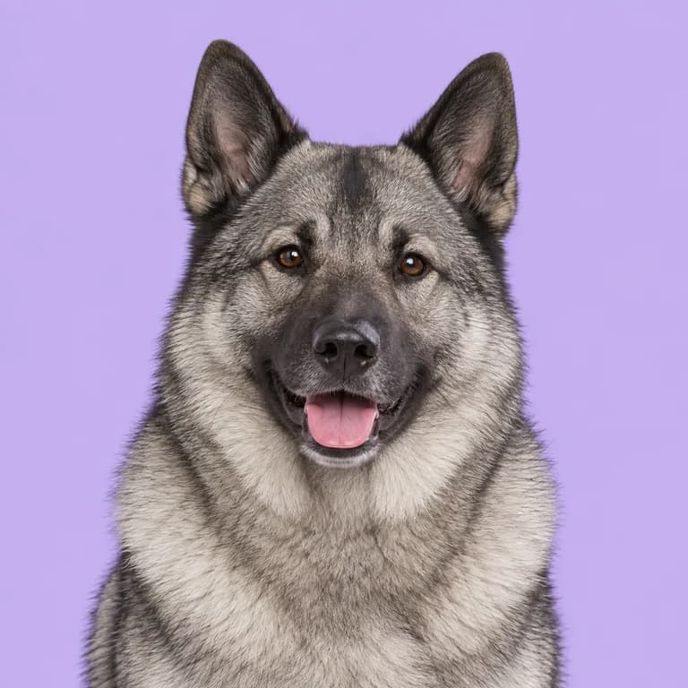 Norwegian Elkhound, original AI-generated breed illustration