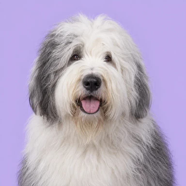 Old English Sheepdog, original AI-generated breed illustration
