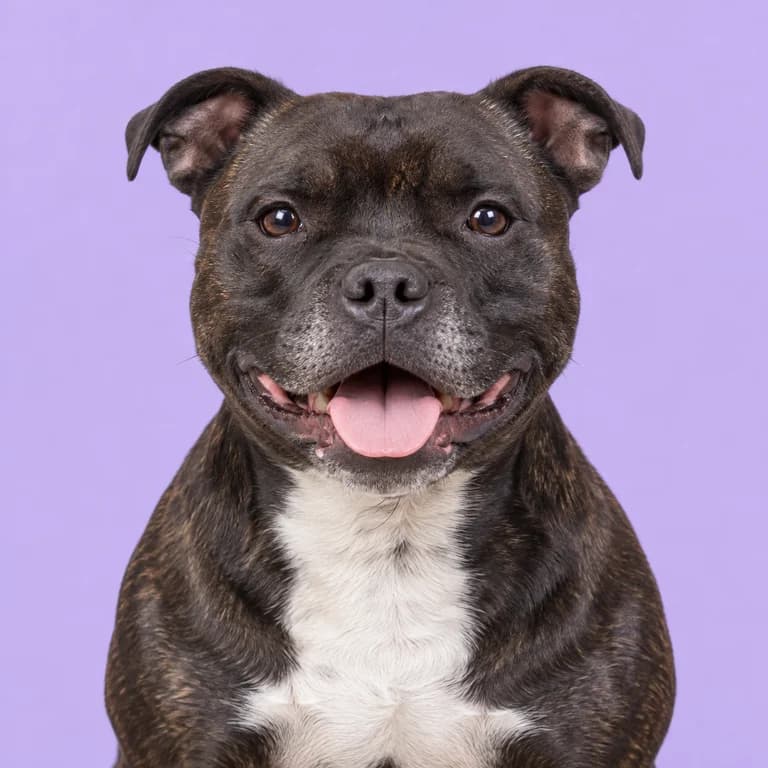 Staffordshire Bull Terrier, original AI-generated breed illustration