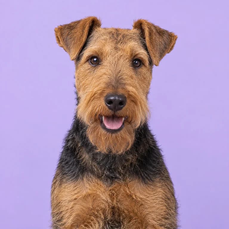 Welsh Terrier, original AI-generated breed illustration