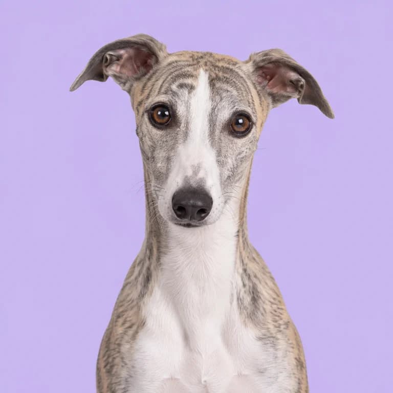 Whippet, original AI-generated breed illustration